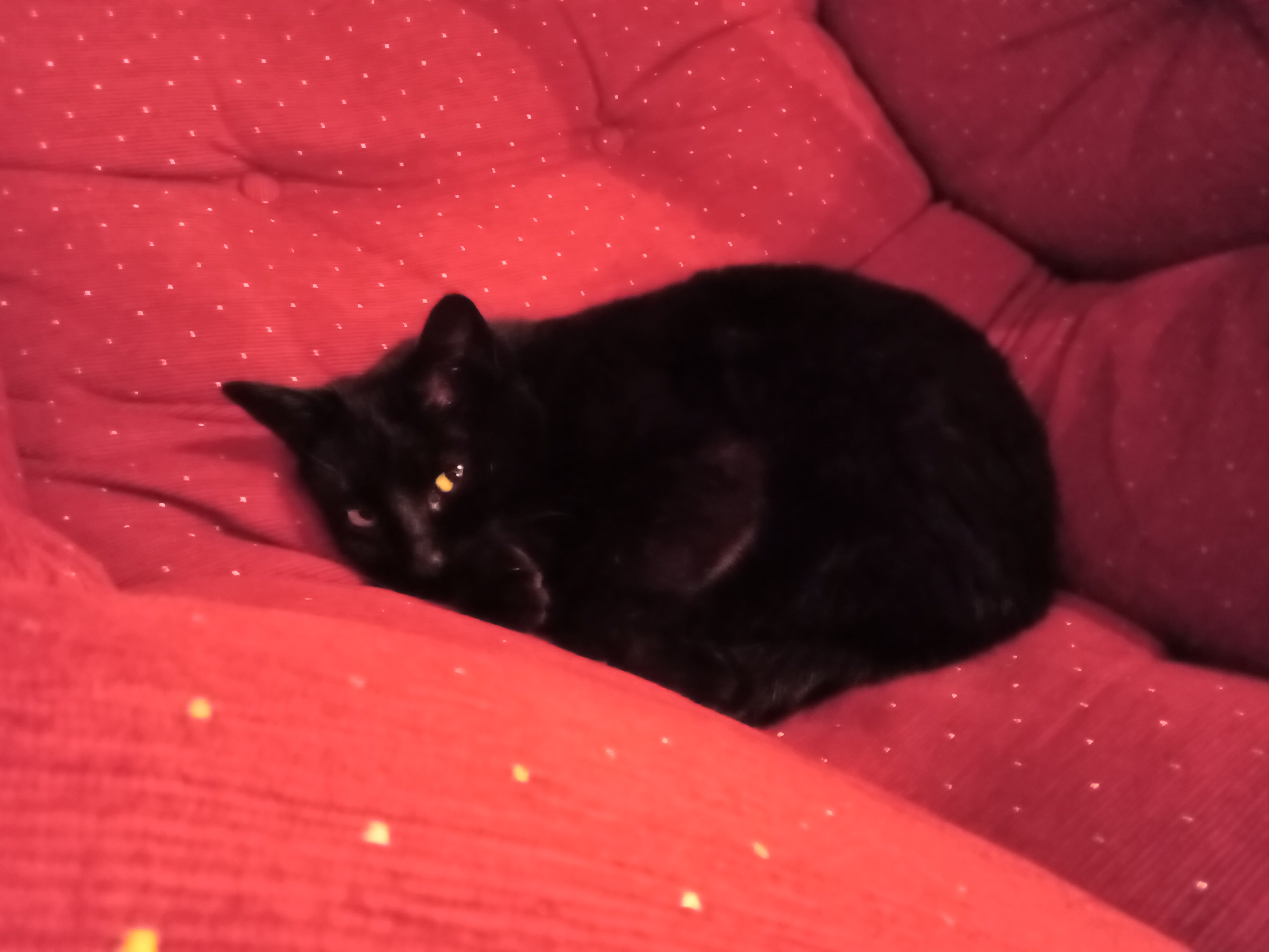 sehr kinderfreundliche Katze