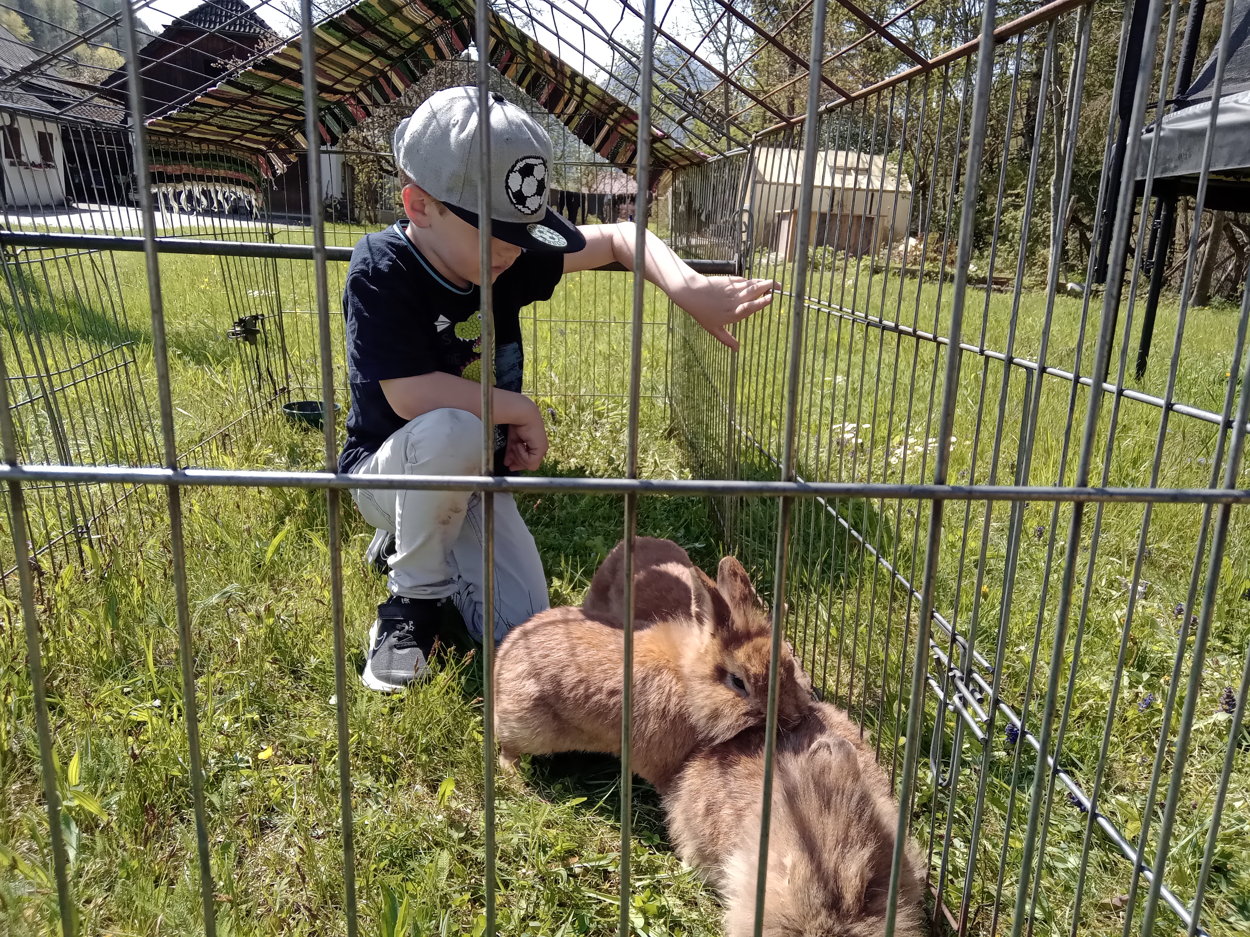 Hasen gelegentlich auf Wiese